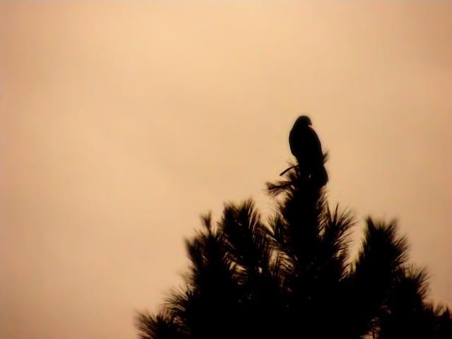 Harris' Hawk in Silhouette